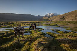 Yak und Esel im Gebirge Pamir, Afghanistan, Asien