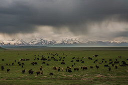 Flock of sheep in Transala mountains, Kyrgyzstan, Asia