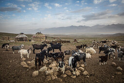 Cattle herds of the Kyrgyz people in the Pamir, Afghanistan, Asia