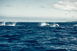 Delfine und Vögel vor der Küste der Insel Pico, Azoren, Portugal, Atlantik, Atlantischer Ozean, Europa