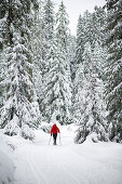 Snowshoe hike in the Upper Harz, Germany