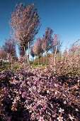 Kirschbaum Plantage, im Vordergrund Kirschblüten Zweige, Drizzona, Provinz Cremona, Italien, Europa