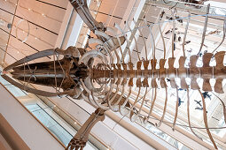 View of the interior of the MUSE science museum in Trento, in the foreground a prehistoric animal exhibit, Trento, Trentino-Alto Adige, Italy, Europe