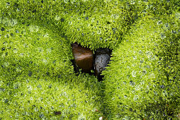 Stones in the moss with raindrops, Eldhraun lava field, South Iceland, Iceland, Europe