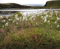 View of cotton grass in front of a lake in the Landmannalaugar, South Iceland, Iceland, Europe