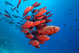 Shoal of reef bigeye, Priacanthus hamrur, North Male Atoll, Indian Ocean, Maldives