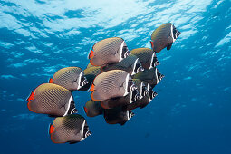 Shoal of collared butterflyfish, Chaetodon collare, Felidhu Atoll, Indian Ocean, Maldives