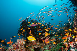 Colorful coral reef, Ari Atoll, Indian Ocean, Maldives