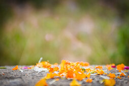 Govardhan, Vrindavan, Uttar Pradesh, Indien, Dem heiligen Berg Govardhan geopferte Blütenblätter