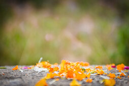 2019, Govardhan, Vrindavan, Uttar Pradesh, India, Petals sacrificed to the sacred mountain Govardhan