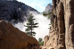Clouds between rocks and pine trees at Trou de la Bombe at Col de Bavella, Eastern Corsica, France