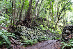 Steinwall eines Wanderweges im Lorbeerwald Los Tilos, UNESCO Biosphärenreservat, La Palma, Kanarische Inseln, Spanien, Europa