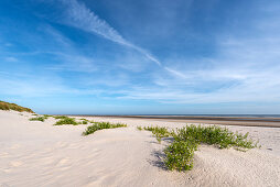 Sand dunes and European sea mustard (Cakile maritima), Wangerooge, East Frisian Islands, Friesland District, Lower Saxony, Germany, Europe