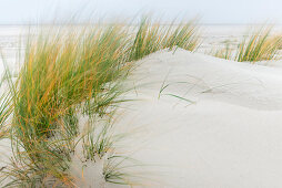 Sand dunes and dune grass in the fog, Spiekeroog, East Frisian Islands, Wittmund District, East Frisia, Lower Saxony, Germany, Europe