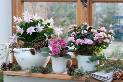 Christmas cactus 'Witte Eva', room azaleas and African violets on the window, conifer branches and cones as decoration