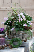 Christmas cactus in a basket decorated with pine, cones, branches and wreath