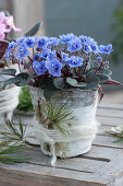 African violets in a pot with birch bark and woolen cord, pine as decoration