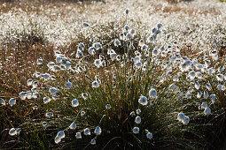 Cotton grass in the bog, Emsland, Lower Saxony, Germany