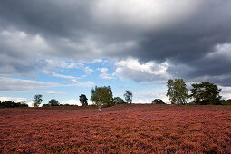 Heideblüte in der Westruper Heide, Münsterland, Nordrhein-Westfalen, Deutschland