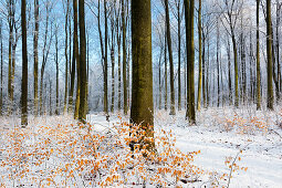 Buchen in einem Wald im Münsterland, Nordrhein-Westfalen, Deutschland