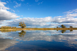 Pasture on an old arm of the Oder, Oderbruch, Brandenburg, Germany