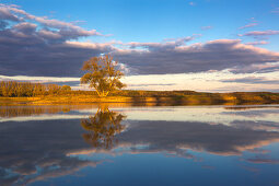 Pasture on an old arm of the Oder, Oderbruch, Brandenburg, Germany