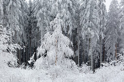 Fichtenwald, Winterlandschaft am Hohen Hagen nahe Winterberg, Sauerland, Nordrhein-Westfalen, Deutschland