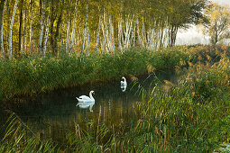 Swans on a small canal at the Spreewald, Brandenburg, Germany