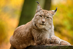Lynx looks at viewer, Bad Schandau, Elbe Sandstone Mountains, Saxon Switzerland National Park, Saxon Switzerland, Saxony, Germany
