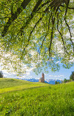 Linden tree in St. Katrein, Avelengo, South Tyrol, Italy