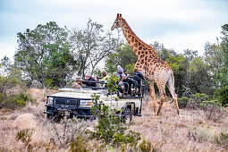 Giraffes in the Lalibela Game Reserve, South Africa, Africa