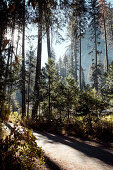 Hiking trail in Yosemite Park. California, United States.