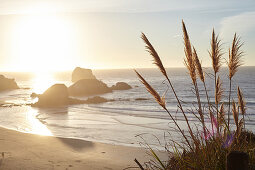 Grasses at sunset on Big Sur beach. California, United States