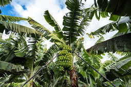 Bananen Plantage bei Tazacorte, La Palma, Kanarische Inseln, Spanien, Europa