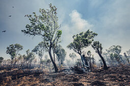 Bushfire in the north of Australia, Darwin, Northern Territory, Australia, Oceania