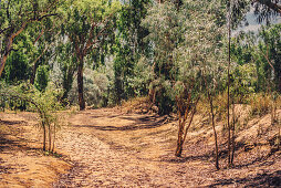 Nature in the Kimberley region in Western Australia, Australia, Oceania;