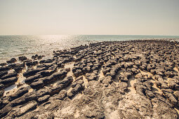 Lebende Stromatolithen beim Hamelin Pool Marine Nature Reserve in der Sharkbay in Westaustralien, Australien, Ozeanien