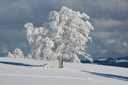 Snow-covered wind beech on the Schauinsland, Southern Black Forest, Black Forest, Baden-Wuerttemberg, Germany, Europe