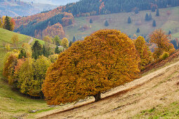 Außergewöhnlich schöne Buche in Schönau - Aitern, Südlicher Schwarzwald, Baden-Württemberg, Deutschland, Europa