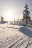Tief verschneite Bäume im Pyhä-Luosto-Nationalpark, Finnland
