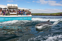 Dolphin Fungie, Tursiops truncatus, Dingle Dolphin Boat Tour, Dingle Peninsula, County Kerry, Ireland
