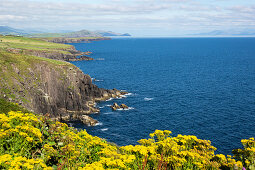 Gelbe Blumen an den Klippen der Dingle Halbinsel, Grafschaft Kerry, Irland