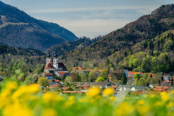 Church of Aschau with dandelion meadow in the foreground, Aschau, Chiemgau, Upper Bavaria, Bavaria, Germany