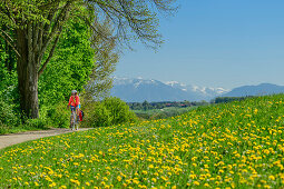 Frau beim Radfahren, Löwenzahnwiese im Vordergrund, Alpen im Hintergrund, Waginger See, Benediktradweg, Oberbayern, Bayern, Deutschland