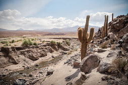 Cacti in the Canon de Guatin, Atacama Desert, Antofagasta Region, Chile, South America