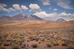 lilac blooming flower meadow in plateau &quot;Altiplano&quot;, Atacama desert, region Antofagasta, Chile, South America