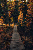 Autumn forest at Lej Nair, in the Upper Engadine, Engadin, Switzerland