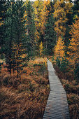 Autumn forest at Lej Nair, in the Upper Engadine, Engadin, Switzerland