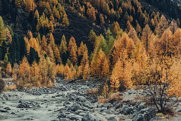 Autumn forest on the Morteratsch Glacier, Upper Engadine, Engadine, Switzerland, Europe