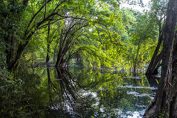 Sumpf im Dschungel von Calakmul, Yucatan Halbinsel, Mexiko